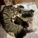 Котята 1
