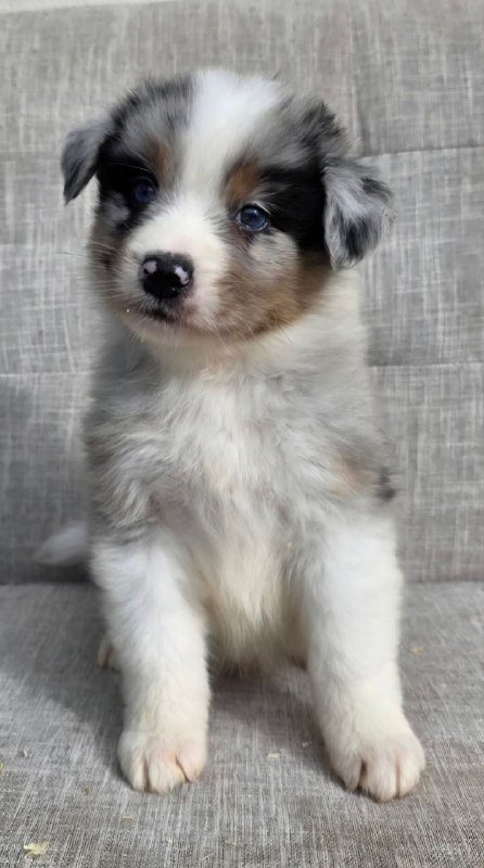 Щенок австралийской овчарки кобель 3 месяца 3