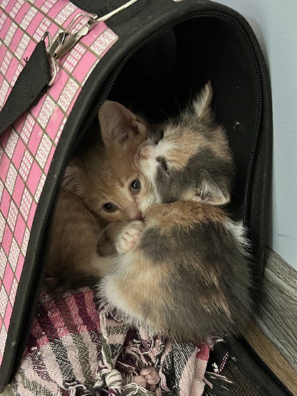 Персиковое чудо Паудер котёнок ищет дом 6