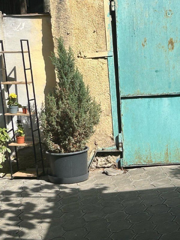 можжевельник Стрикта в горшке