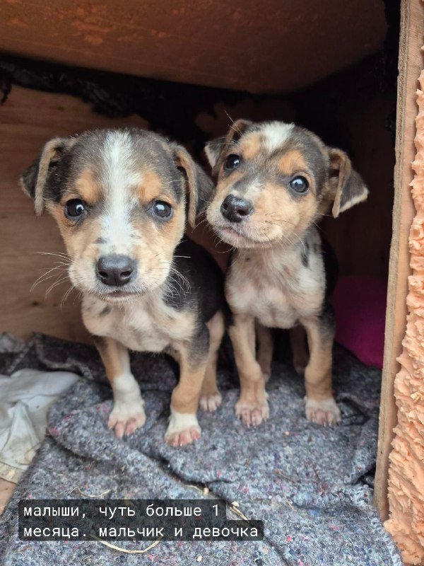 Щенки ищут добрые руки 5