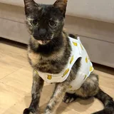 Кошка ищет дом 2