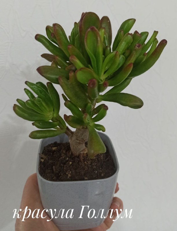 Декабрист, Красула Голлум, Суккуленты, Денежное дерево 2