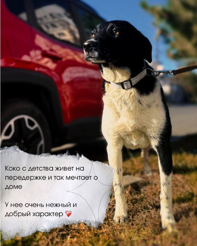 Собака Коко ищет дом 3