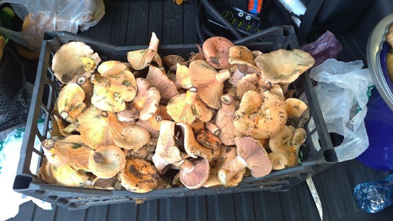 Белые и рыжики грибы из леса 3