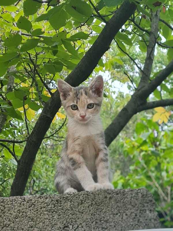 Котята ищут любящую семью 6