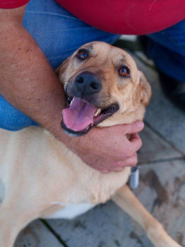 Собака Кали ищет дом 9