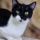 Котик 2