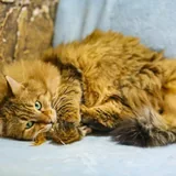 Кот 3