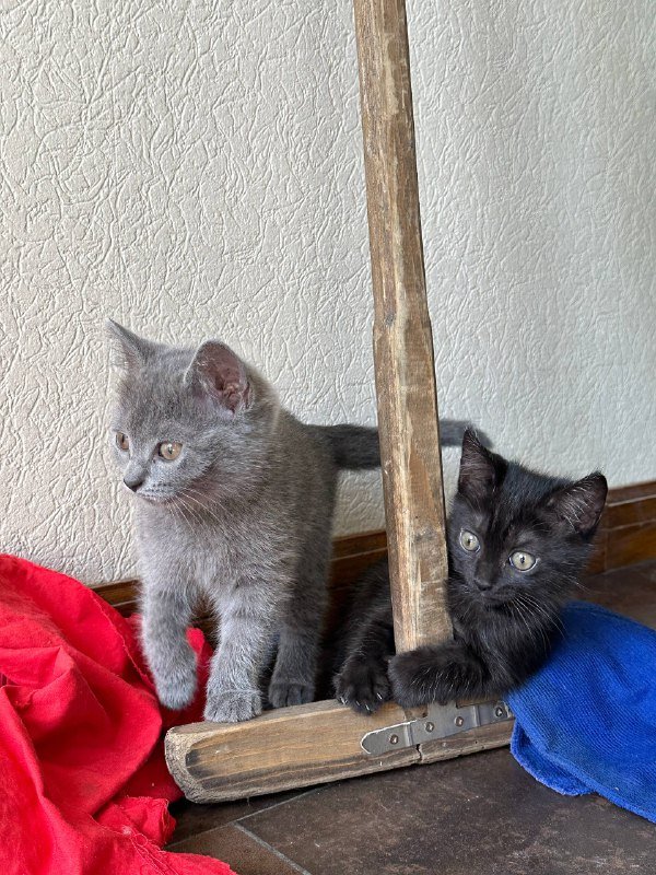 серый котенок, черный котенок 4