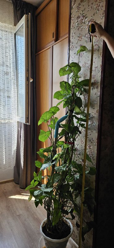 Сингориум 170 см