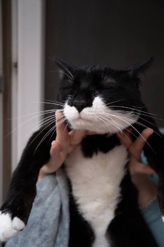 котёнок Дэни ищет дом 2