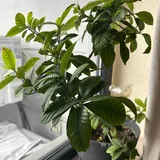 Комнатные цветы 3