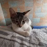 Кошечка, 4 месяца 2