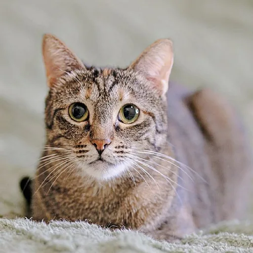 Кошка Фаня