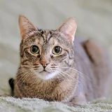 Кошка Фаня 1