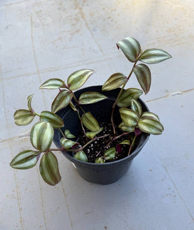 Традесканция в горшке