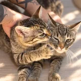 Два котёнка ищут дом 1