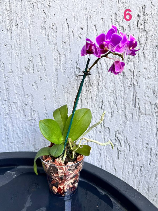 Орхидеи Phalaenopsis mini с горшком 6