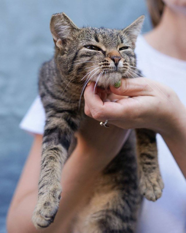 Котёнок Эшли для дома