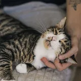 Касенька — кошка ищет дом 4