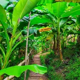 Студия Bamboo Beach Tsikhisdziri 6