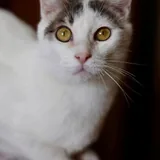 Кот Беляшик ищет дом 3