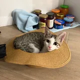 Котенок Ася 1