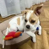 Чихуахуа 1