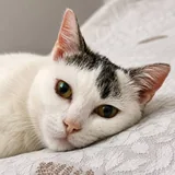 Кошка Минти 1