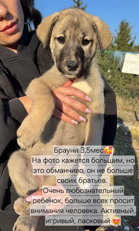 Щенки ищут добрые руки 2
