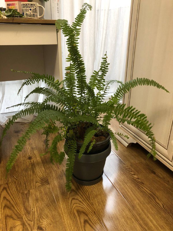 женская одежда, украшения для дома, комнатные растения 6