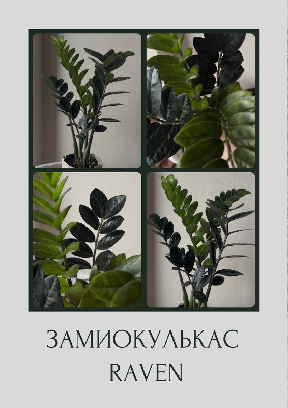 Замиокулькас raven с горшком