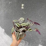 Комнатные растения 6
