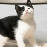Котёнок Флеш 2