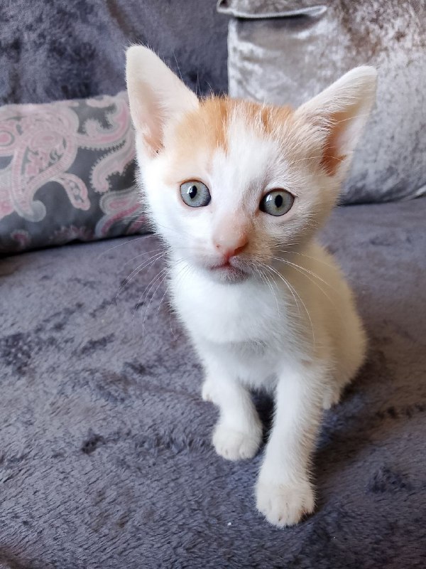 Kittens Mira, Benya, and Luchik for adoption 3