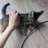 კნუტი 1