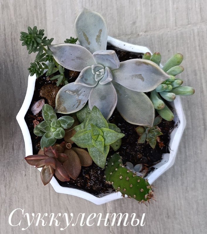 Суккуленты, Красула денежное дерево, Оксалис, Хлорофитум 2