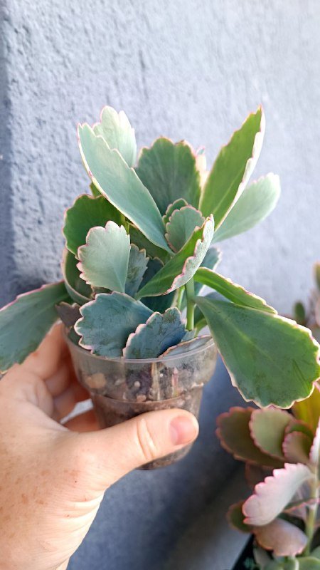 Крассула Голлум, Граптоседум, Каланхоэ и другие растения 7