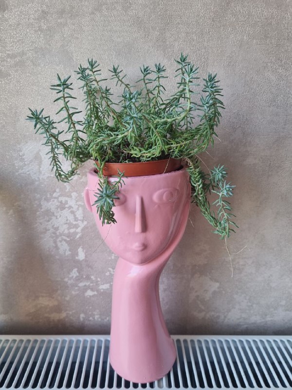 Очиток отогнутый в горшочке 9,5 см 3