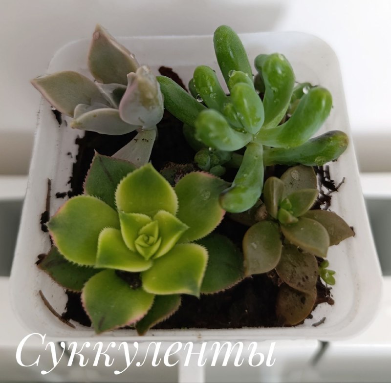 Суккуленты, Красула Голлум, Декабрист, Пеларгония, Традесканция 2