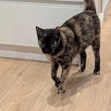 Кошка ищет любящий дом 3