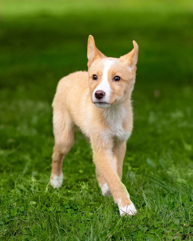 щенок девочка Ева 3 месяца для дома