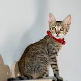 Белла, кошечка 3 месяца 2