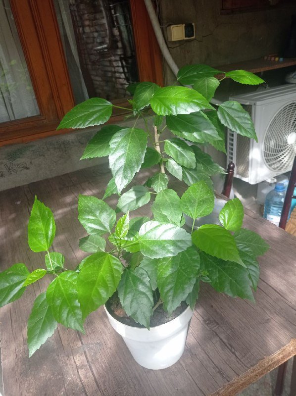 Китайская роза