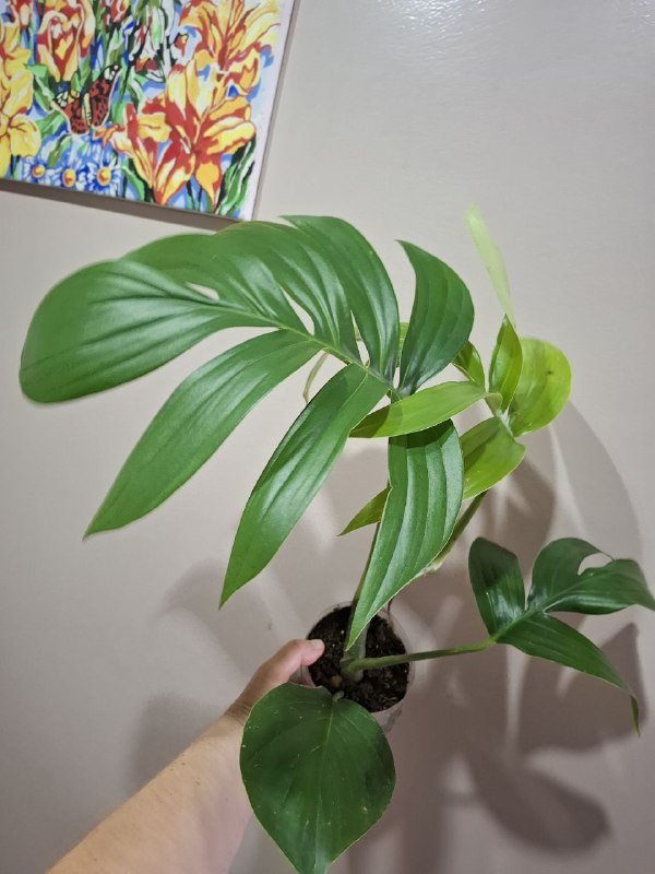 Аспарагус, рафидофора монстера, перец, хлорофитум, суккуленты, папоротник, мини монстера