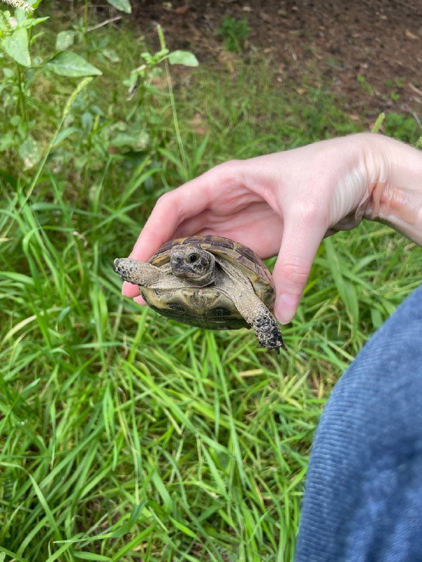 Черепаха в хорошие руки