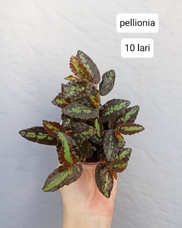 Комнатные растения 6