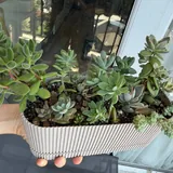 Суккуленты 2