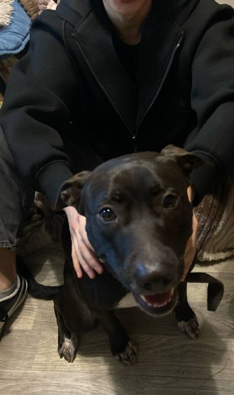 Стаффорд, девочка